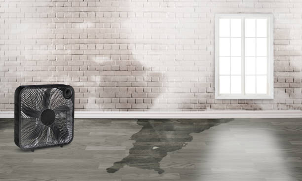 Best Mold removal after water damage  in Pumpkin Center, NC